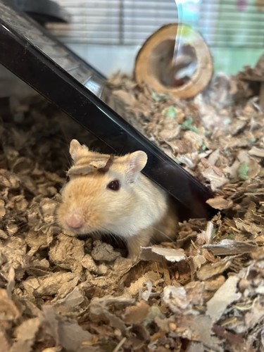 Pawhut gerbil glass tank - pawhut,