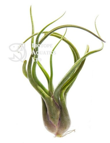 Tillandsia caput medusae - , live