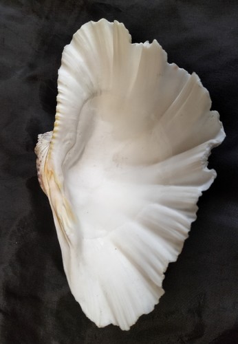 Vintage clam shell 23cm - clam,