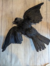 Taxidermy bird - Not