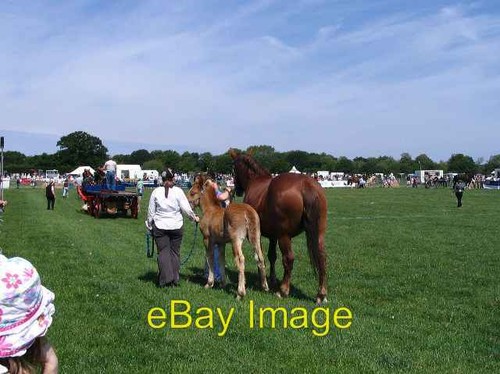 Photo 6x4 suffolk - suffolk, punch