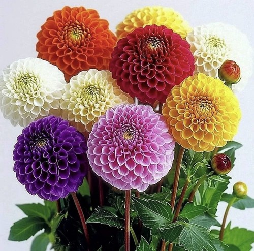 Dahlia pom - pom, 2l