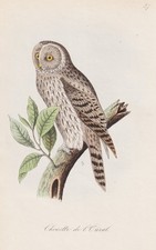 Ural Owl Birds Ornithology
