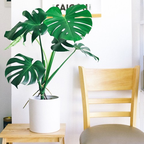 100 monstera deliciosa swiss - monstera,