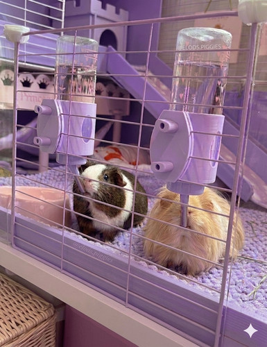 Guinea pig rabbit - &, water