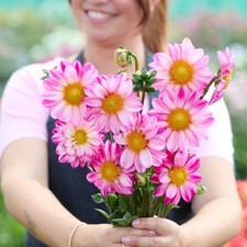 Dahlia Tuber - Pink Emperor -