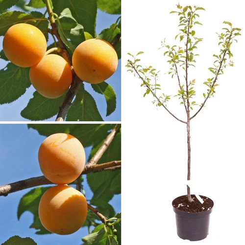Dwarf patio plum mirabelle - dwarf,