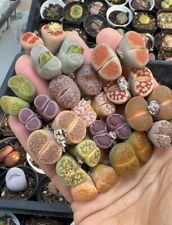 5*different species Double