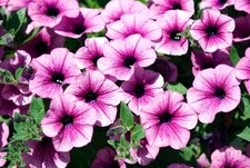 x3 Petunia Surfinia Pink Vein