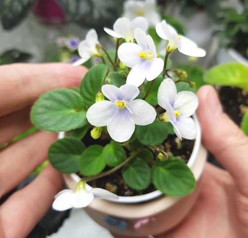 Collectible african violet - collectible,