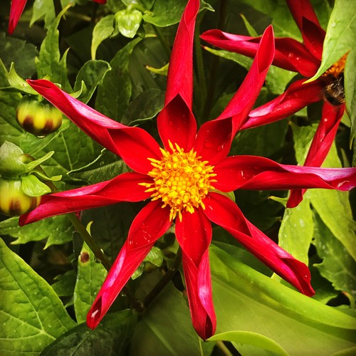 Dahlia honka red - dahlia, 'honka