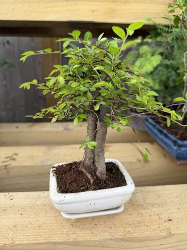 Ulmus bonsai tree broadleaf - bonsai,