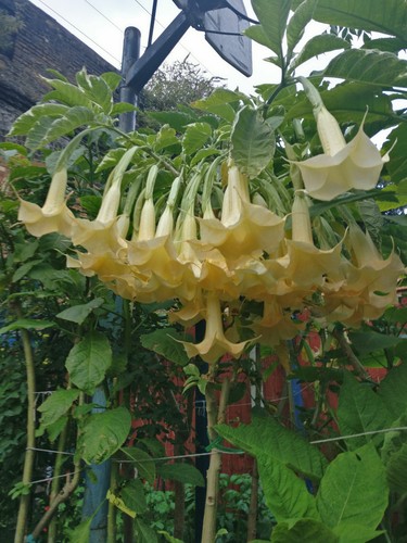 Brugmansia maya variegated - maya,