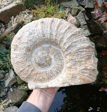 X Large Fossil Ammonite 6.1kg