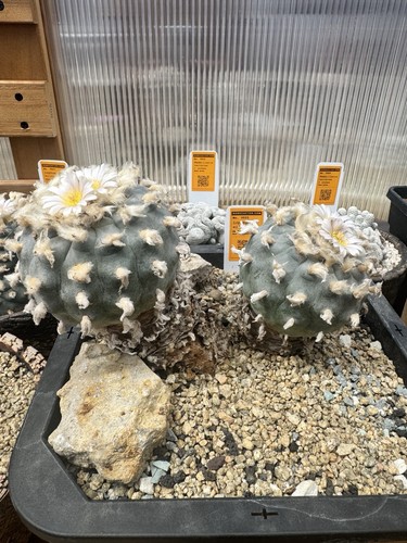 Seeds button cactus - 50,