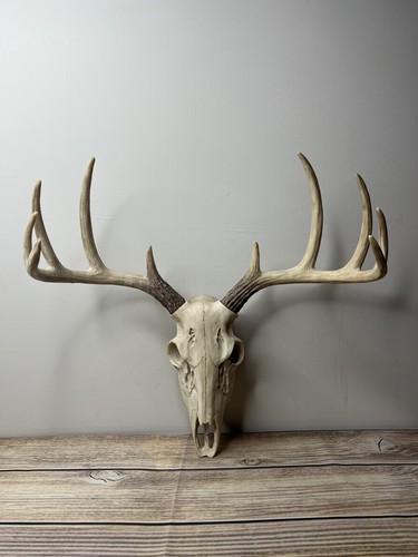Faux deer skull wall mount - skull,