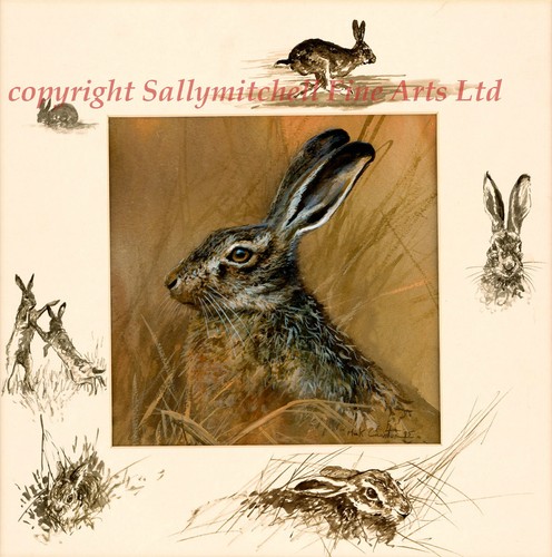 The hare lovely wildlife - wildlife, fine