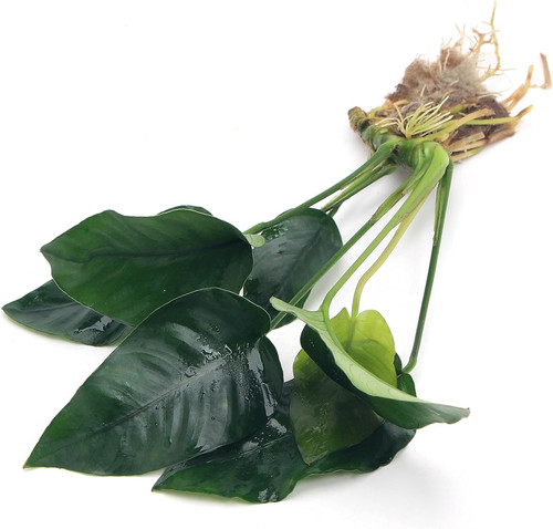 Anubias barteri var - barteri, live