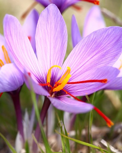 15x crocus sativus bulbs - bulbs, 10cm+