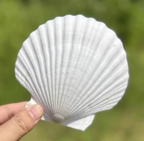 Pcs large scallop shells - pcs,