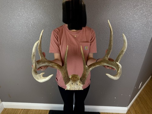 Real whitetail deer - deer, antlers