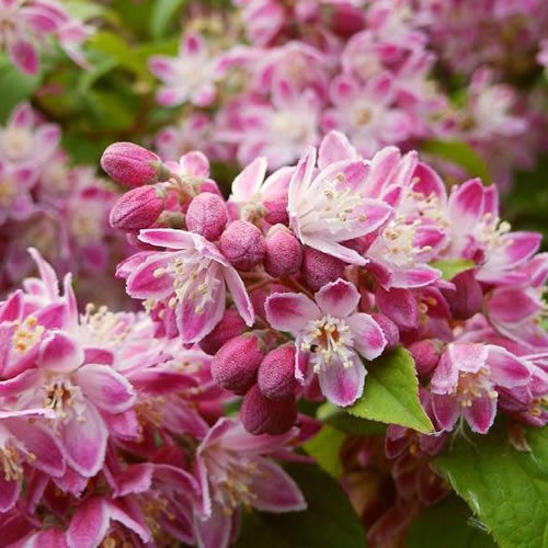 Deutzia strawberry fields live - deutzia,
