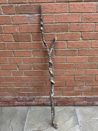 Twisted twisty wood hazel - twisty,