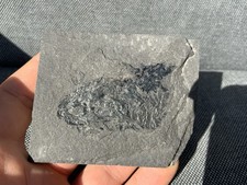 Rare Fossil Fish Remains, Orkney, England. Palaeoniscus sp. Marl Slate.