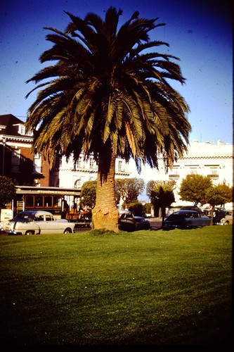 1950s canary island date palm - 1950s,