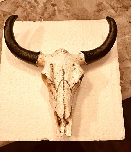Longhorn cow skull resin - longhorn,