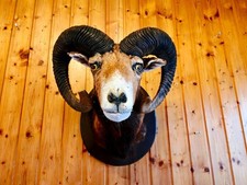 Taxidermy-Ram- Mouflon-Fox-Badger-Fawn-Deer-Antler_
