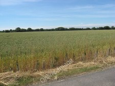 Photo 6x4 Arable crops