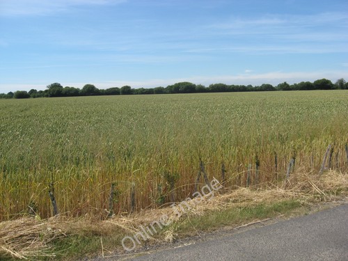 Photo 6x4 arable - 6x4, crops