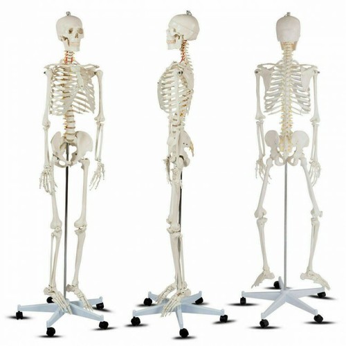 Life size skeleton model - skeleton,