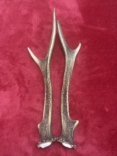 Pair sika deer antlers - pair,