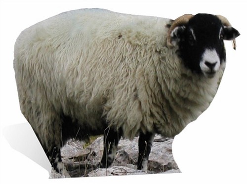 Sheep lifesize cardboard - -,