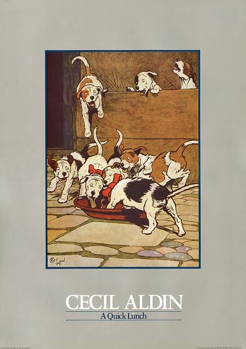 Jack russell parson - jack, fox