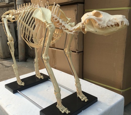 Canine dog skeleton large size - skeleton,