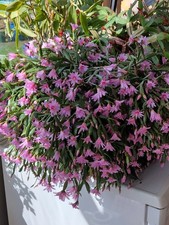 Easter rose cactus (hatiora gaertneri)- 3 stemmed young established plant in pot