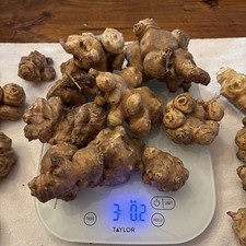 Jerusalem Artichokes Sunchoke
