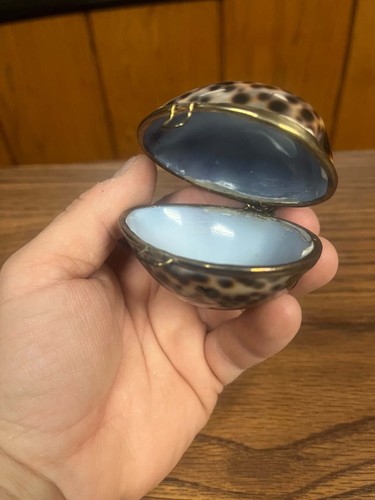 Polished leopard spot cowry - leopard,