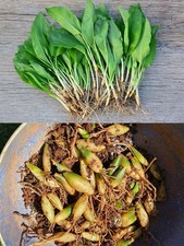 15x Organic Wild Garlic bulbs, Fresh Ramsons bulbs for Planting (no leaves yet)