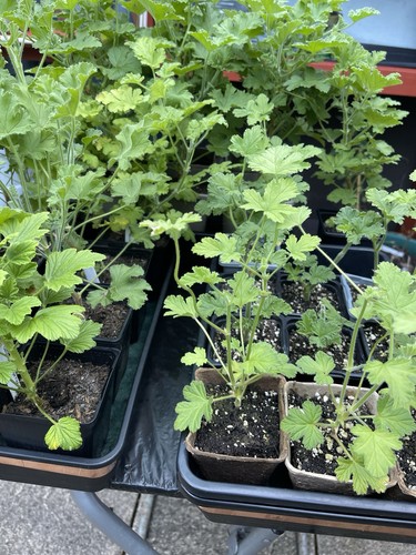 Pelargoniums attar roses - pelargoniums, of