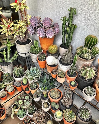 Succulent seeds x15 and - x15,  