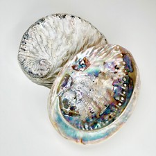 Unpolished Abalone Shells