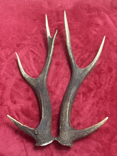 Pair sika deer antlers - of,