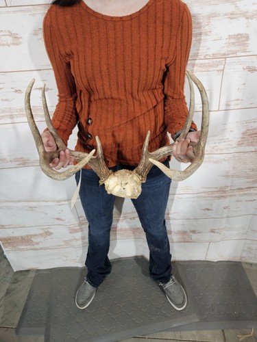 Wild point whitetail deer - point,
