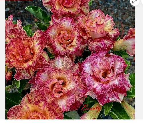 Beauty desert rose - desert, adenium