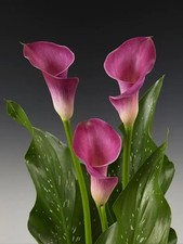 Capitola Calla Lily Arum Zantedeschia  Lilies Summer Deep Red Flower Garden Bulb