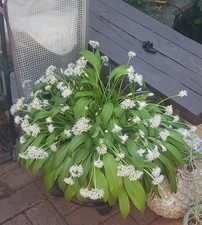 12 x Wild Garlic Bulbs PLANTS WITHOUT LEAVES !